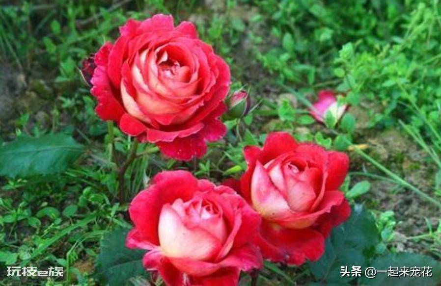 国际十大月季强香排行(香味浓郁的10款月季花盘点)-图片1